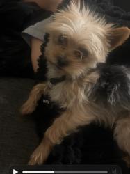 Lost Male Dog last seen Coors and bridge, Coors Road Addition, NM 87105