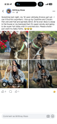 Lost Male Dog last seen Lincoln, Spokane, WA 99217