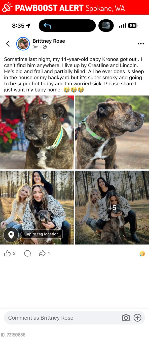 Lost Male Dog last seen Lincoln, Spokane, WA 99217