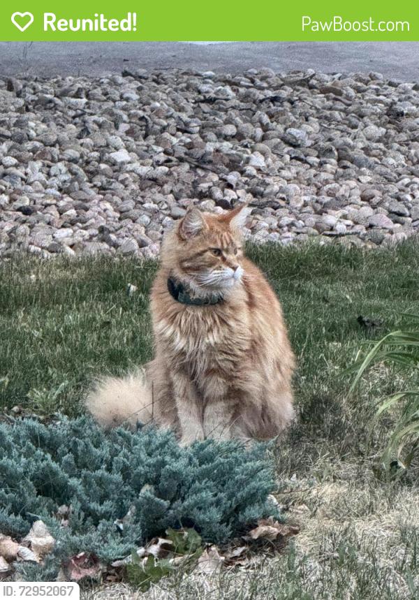 Reunited Male Cat last seen I-25, Greenwood Village, CO, США, Greenwood Village, CO 80111