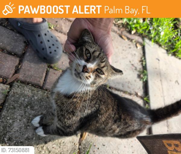 Found/Stray Female Cat last seen Hagoplan & Fitchburg, Palm Bay, FL 32908