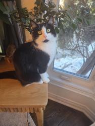 Reunited Female Cat last seen Near Tenth line west, Miss, Mississauga, ON L5N 5T5