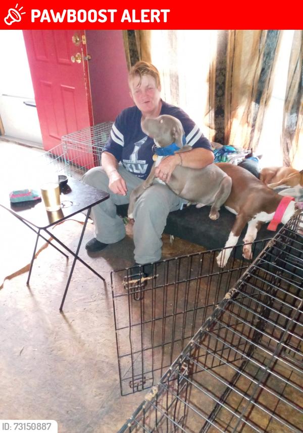 Lost Male Dog last seen Near highway 1 Patrick sc 29584, Chesterfield County, SC 29584