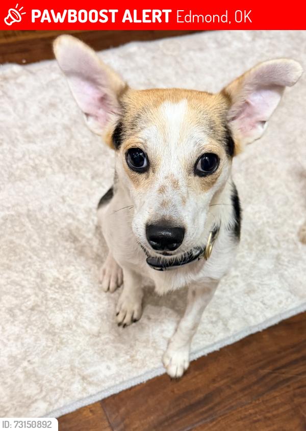 Lost Male Dog last seen Rankin and 4th, Edmond, OK 73034