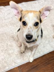 Lost Male Dog last seen Rankin and 4th, Edmond, OK 73034