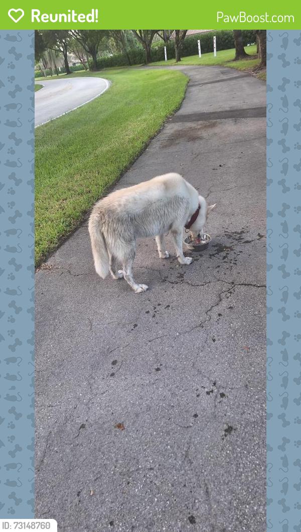 Reunited Unknown Dog last seen Boatswain Drive Boynton Beach, Palm Beach County, FL 33436