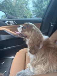 Reunited Unknown Dog last seen River Oaks and sunlight, Arlington, TX 76006