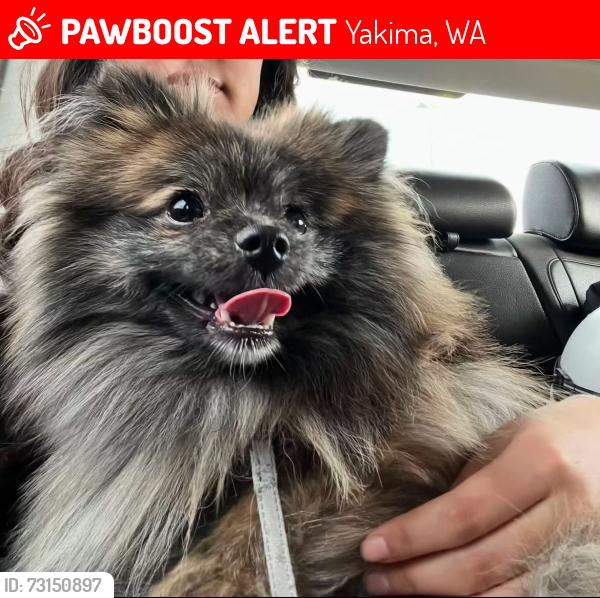 Lost Male Dog last seen Lincoln ave, Yakima, WA 98901