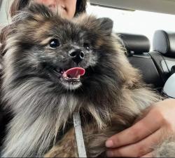 Lost Male Dog last seen Lincoln ave, Yakima, WA 98901