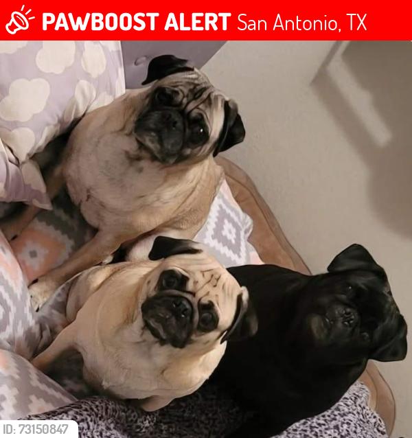 Lost Male Dog last seen Court, San Antonio, TX 78205