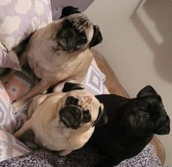 Lost Male Dog last seen Court, San Antonio, TX 78205