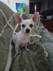 Lost Male Dog last seen Valley view and oakey, Las Vegas, NV 89102