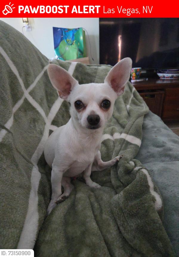 Lost Male Dog last seen Valley view and oakey, Las Vegas, NV 89102