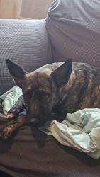 Found/Stray Female Dog last seen West third street, Dayton, OH 45417