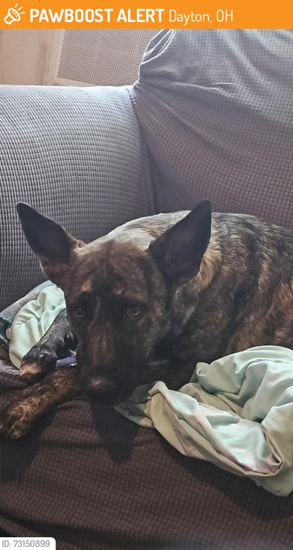 Found/Stray Female Dog last seen West third street, Dayton, OH 45417