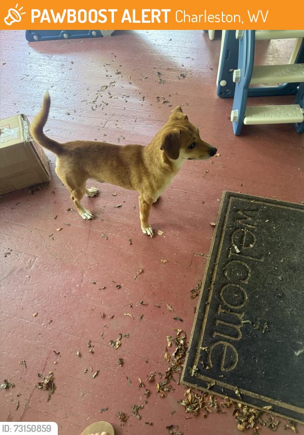 Found/Stray Male Dog last seen Coonskin Rd/Hunter Dr., Charleston, WV 25311