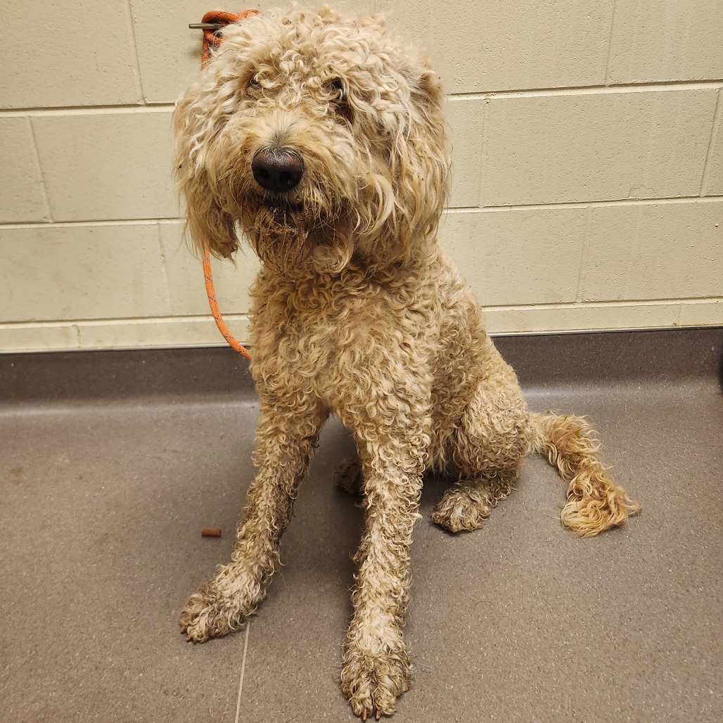 Shelter Stray Female Dog last seen , 3428 S Jenkins Ave, Norman, OK 73072, USA