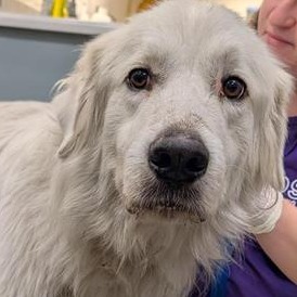 Shelter Stray Male Dog last seen , 8464 Beach Blvd, Jacksonville, FL 32216, USA