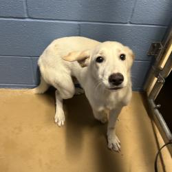 Shelter Stray Male Dog last seen , 1109 Moore Ave, Portland, TX 78374, USA