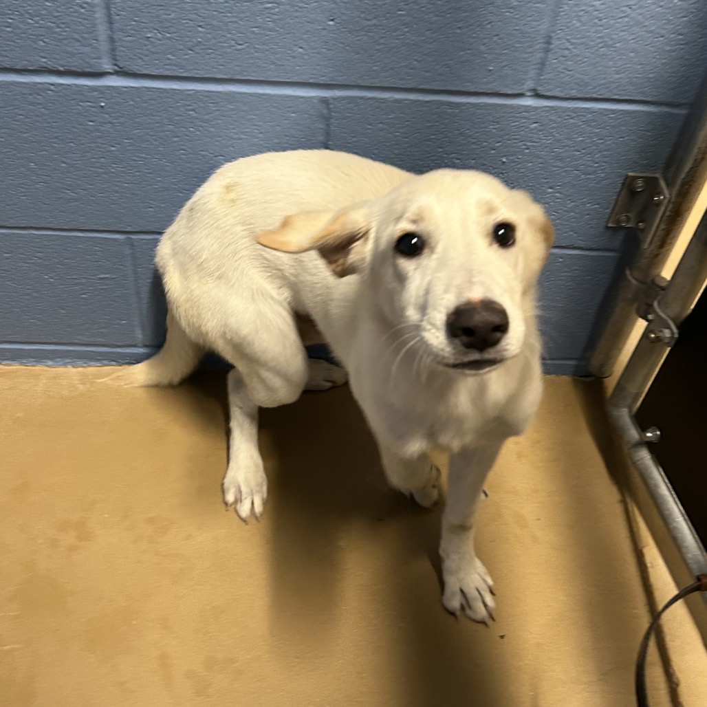 Shelter Stray Male Dog last seen , 1109 Moore Ave, Portland, TX 78374, USA