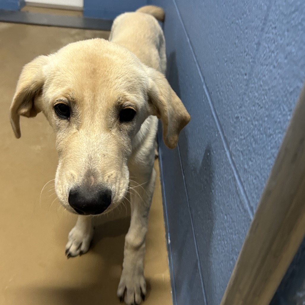 Shelter Stray Male Dog last seen , 1109 Moore Ave, Portland, TX 78374, USA