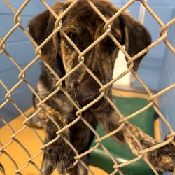 Shelter Stray Female Dog last seen , 1109 Moore Ave, Portland, TX 78374, USA