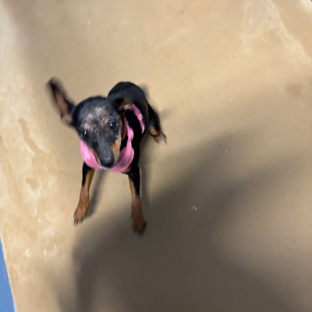 Shelter Stray Female Dog last seen , 1109 Moore Ave, Portland, TX 78374, USA