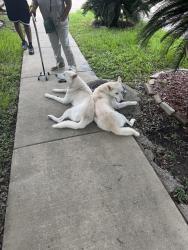 Found/Stray Male Dog last seen Airport & Gessner, Houston, TX 77071