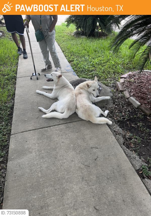 Found/Stray Male Dog last seen Airport & Gessner, Houston, TX 77071