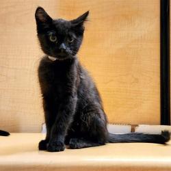 Shelter Stray Male Cat last seen , 361 S Raymond Ave, Pasadena, CA 91105, USA