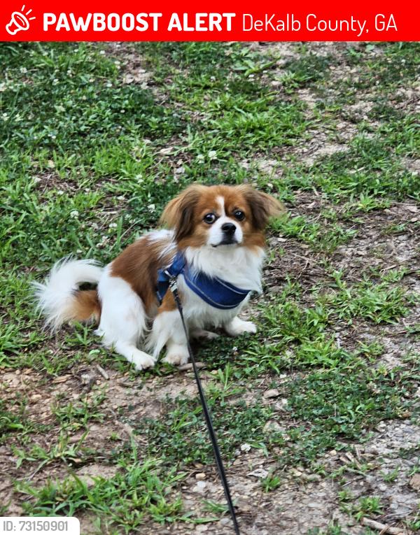 Lost Male Dog last seen Boldercrest, Js Barber Shop, DeKalb County, GA 30294