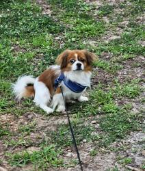 Lost Male Dog last seen Boldercrest, Js Barber Shop, DeKalb County, GA 30294
