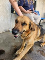 Found/Stray Male Dog last seen Near mariposa rd., Hesperia, CA 92345