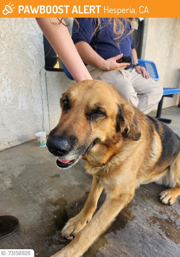 Found/Stray Male Dog last seen Near mariposa rd., Hesperia, CA 92345