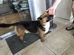 Reunited Male Dog last seen Aloha way 815. Lady Lake, Lady Lake, FL 32159