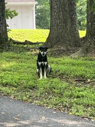 Found/Stray Unknown Dog last seen Backyard of 17774 Dry Mill Rd, Leesburg, VA 20175