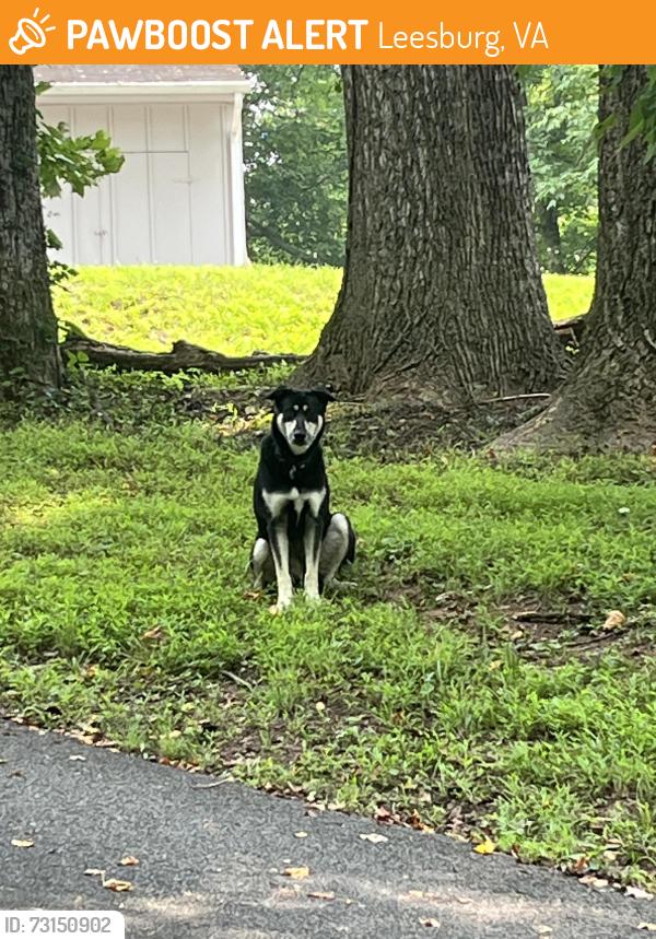 Found/Stray Unknown Dog last seen Backyard of 17774 Dry Mill Rd, Leesburg, VA 20175