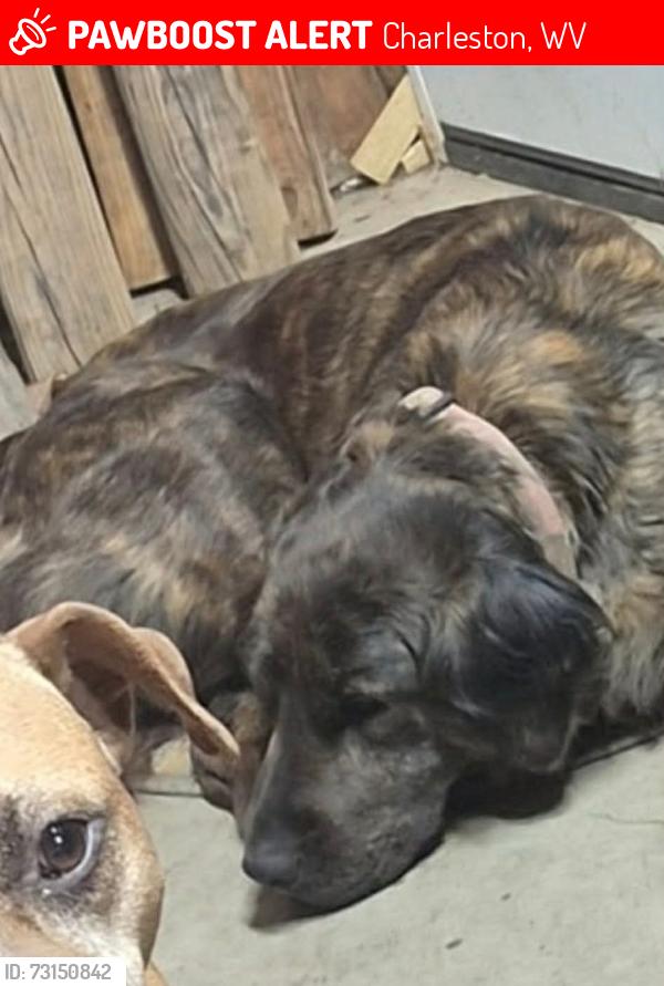 Lost Female Dog last seen Rutledge Road, Charleston, Kanawha County, WV, Charleston, WV 25311