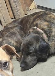 Lost Female Dog last seen Rutledge Road, Charleston, Kanawha County, WV, Charleston, WV 25311