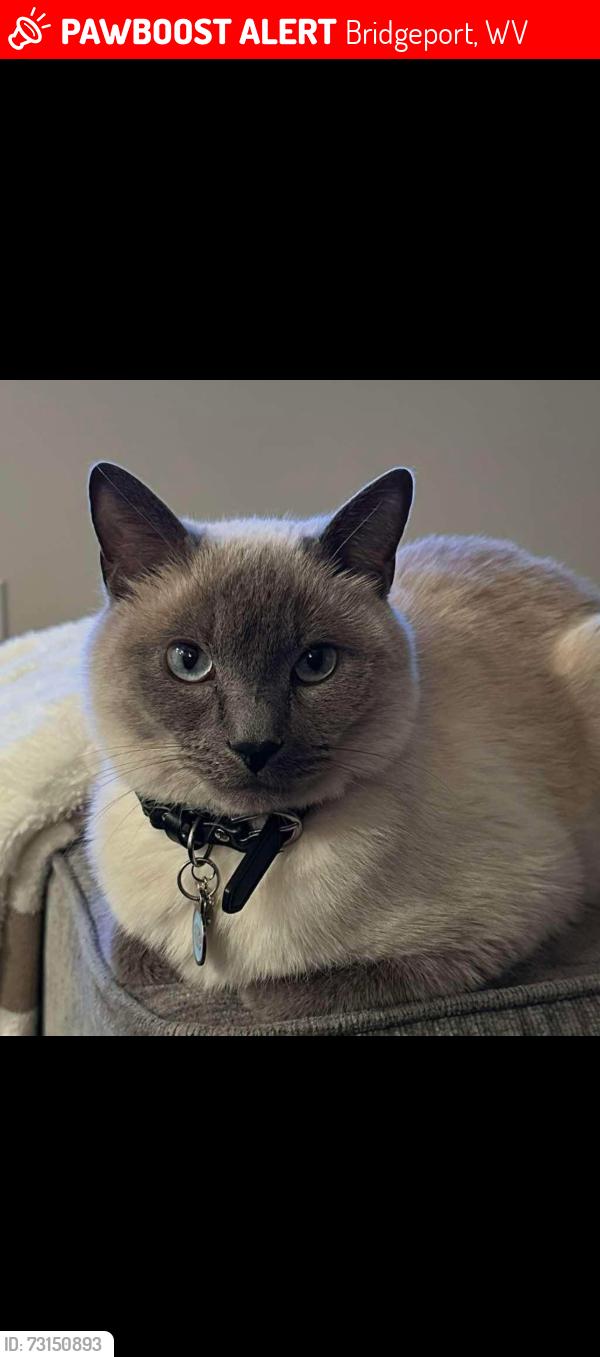 Lost Male Cat last seen Near Benedum Dr, Bridgeport, WV 26330