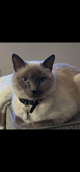 Lost Male Cat last seen Near Benedum Dr, Bridgeport, WV 26330
