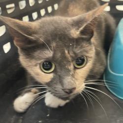 Shelter Stray Female Cat last seen , Animal Care & Control Team of Philly, 111 W Hunting Park Ave, Philadelphia, PA 19140, USA