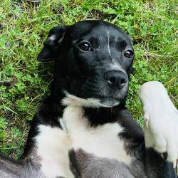Shelter Stray Female Dog last seen , 2350 Appling City Cove, Memphis, TN 38133, USA