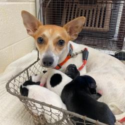 Shelter Stray Female Dog last seen , 2350 Appling City Cove, Memphis, TN 38133, USA