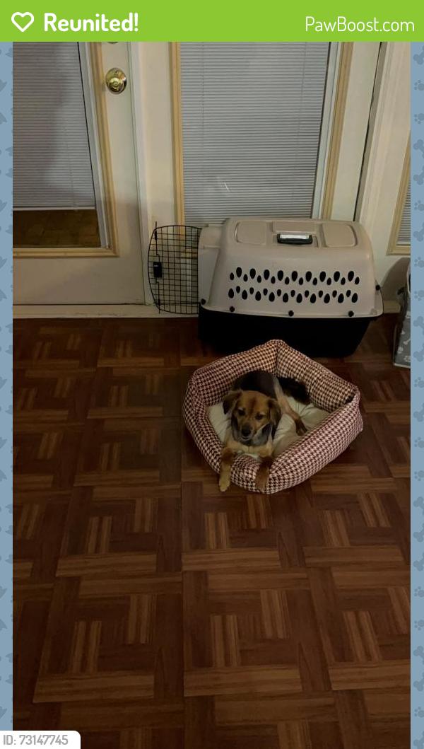 Reunited Female Dog last seen Middle Valley Road, Chattanooga, TN 37343
