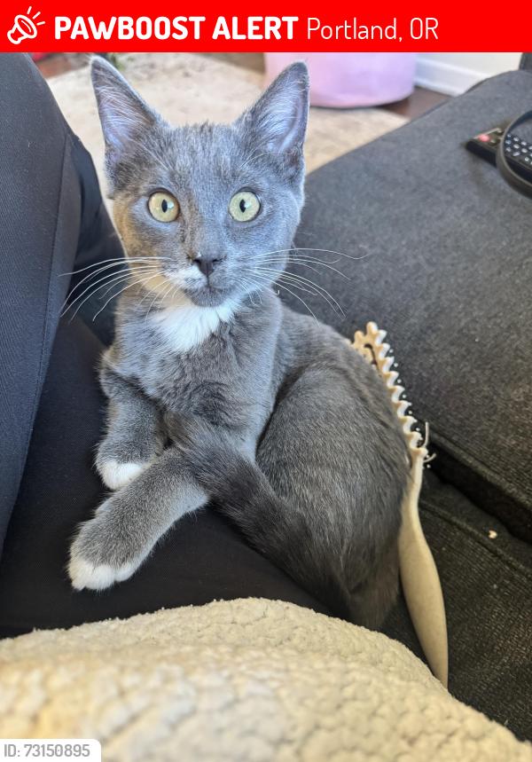 Lost Female Cat last seen 111th and russell, Portland, OR 97220