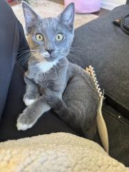 Lost Female Cat last seen 111th and russell, Portland, OR 97220