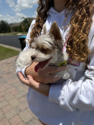 Reunited Female Dog last seen Dillard Dr SE, Palm Bay, FL 32909, USA, Palm Bay, FL 32909