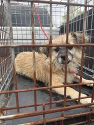Found/Stray Male Dog last seen Indigo Springs apmts, Mesa, AZ 85204