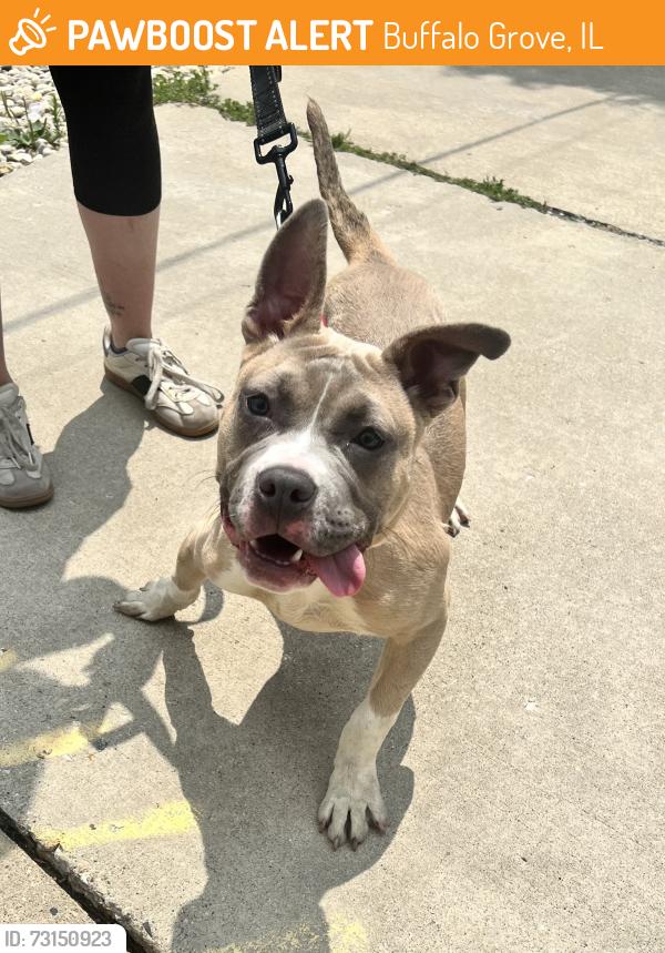 Found/Stray Female Dog last seen Krause Dr and Deerfield Parkway, Buffalo Grove, IL 60089